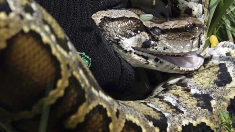 ABD’deki en büyük Burma pitonu yakalandı