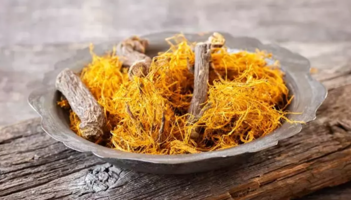 Evliya Çelebi’den ’70 derdin devası’! Geleneksel Çin tıbbında reçete ediliyor! Fayda etmediği hastalık yok