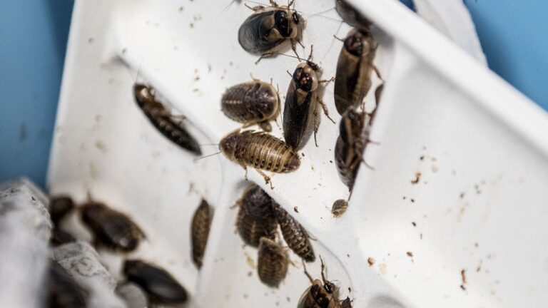 eBay’e 3 milyon dolar ‘hamamböceği ve örümcek cezası’