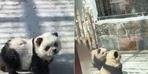 Dünya bu olayı konuşuyor! Hayvanat bahçesinde panda kalmayınca bu yönteme başvurdular...