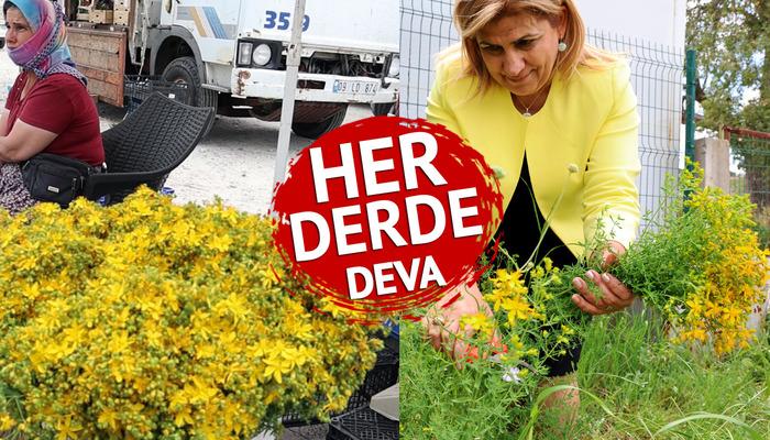 Mevsimi geldi: Tüm zamanların en şifalı bitkisi! ‘Binbir kılıç otu’ olarak da biliniyor… Vücutta yara, yanık ve iz bırakmıyor