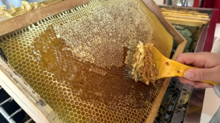 Bilecik’te bal üretimi 88 tondan 221 tona çıktı