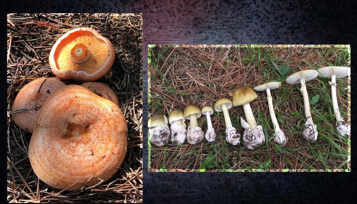 Onlarca kişiyi hastanelik etti! Sinsice zehirliyor, ölüme kadar götürüyor…