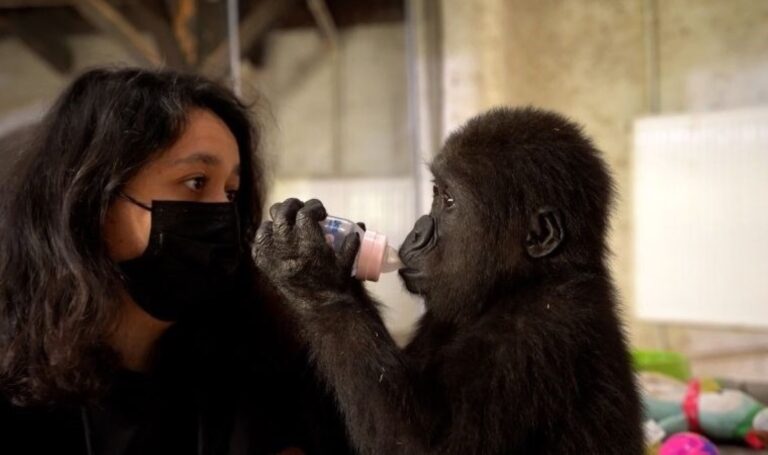 İstanbul Havalimanı’nda ele geçirilen yavru gorilin rehabilitasyon süreci devam ediyor – Son Dakika Türkiye Haberleri