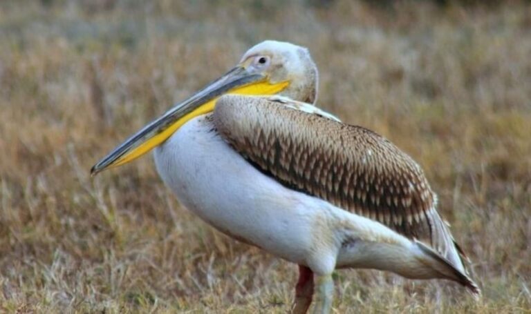 301 kuş türüne ev sahipliği yapan Sultan Sazlığı için ‘kuraklık’ uyarısı – Son Dakika Türkiye Haberleri
