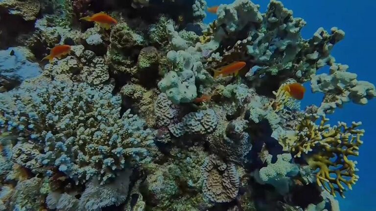 Mısır'ın deniz altı, dalış tutkunlarını cezbediyor