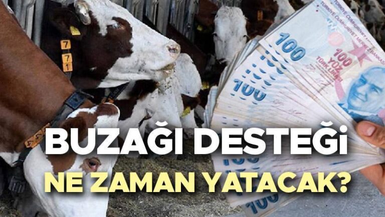 BUZAĞI DESTEĞİ 1. DÖNEM ÖDEME TARİHİ 2025 SON DURUM || 2. Dönem buzağı desteği başvurusu ne zaman bitecek? Buzağı destek (büyükbaş ve küçükbaş) ödemeleri başladı mı, ne zaman yatacak? Tarım ve Orman Bakanlığı duyurdu!