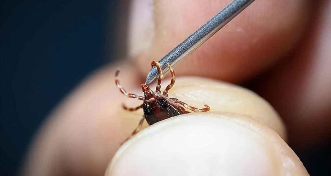 Isırık vakalarında ciddi artış! 15 gün boyunca kan emerek yaşıyorlar: 